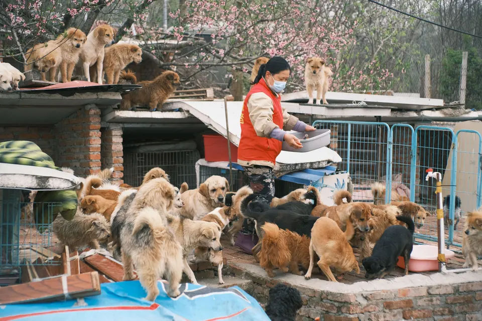 Volunteer feeding dogs at an animal shelter